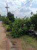 ตัดตกแต่งกิ่งไม้บริเวณริมถนนสายวัดโพธิ์เลื่อน ม.2