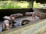 ข้าตรวจสอบกรณีร้องเรียนเรื่องกลิ่นจากการเลี้ยงหมู